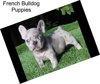 French Bulldog Puppies