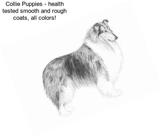Collie Puppies - health tested smooth and rough coats, all colors!