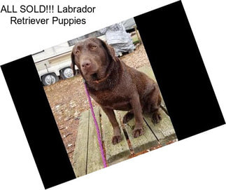 ALL SOLD!!! Labrador Retriever Puppies