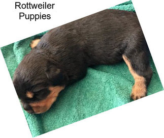 Rottweiler Puppies