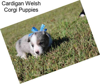 Cardigan Welsh Corgi Puppies