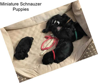 Miniature Schnauzer Puppies