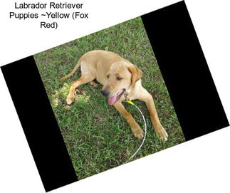 Labrador Retriever Puppies ~Yellow (Fox Red)