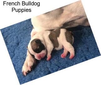 French Bulldog Puppies