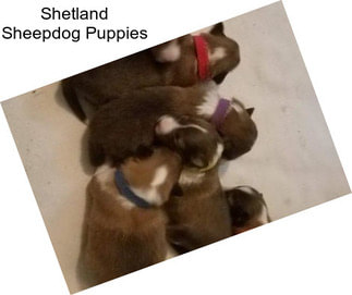 Shetland Sheepdog Puppies