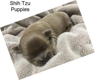 Shih Tzu Puppies