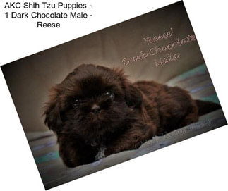 AKC Shih Tzu Puppies - 1 Dark Chocolate Male - \