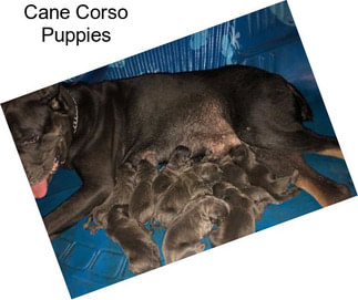 Cane Corso Puppies