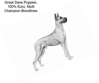 Great Dane Puppies, 100% Euro, Multi Champion Bloodlines
