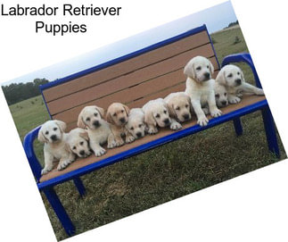 Labrador Retriever Puppies