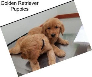 Golden Retriever Puppies