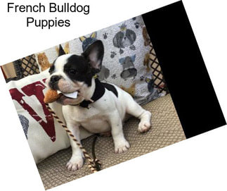 42 Best Photos French Bulldog San Antonio Breeders / French Bulldog Puppies In San Antonio Texas French Bulldog Texas