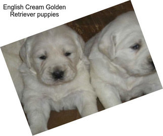 English Cream Golden Retriever puppies