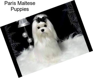 Paris Maltese Puppies