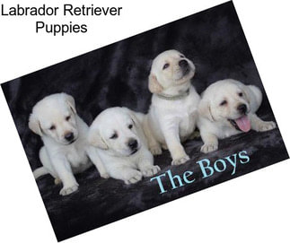 Labrador Retriever Puppies