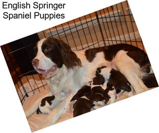 English Springer Spaniel Puppies