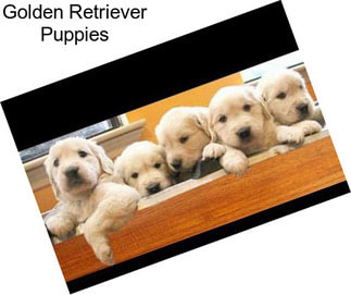 Golden Retriever Puppies