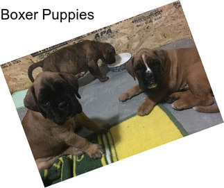 Boxer Puppies