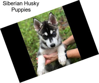 Siberian Husky Puppies