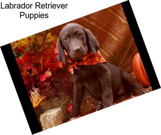 Labrador Retriever Puppies