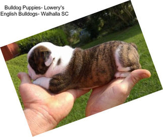 Bulldog Puppies- Lowery\'s English Bulldogs- Walhalla SC