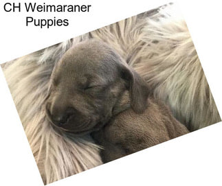 CH Weimaraner Puppies