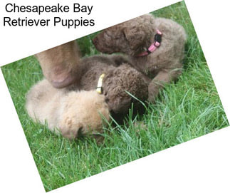 Chesapeake Bay Retriever Puppies