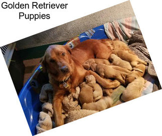 Golden Retriever Puppies