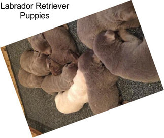 Labrador Retriever Puppies