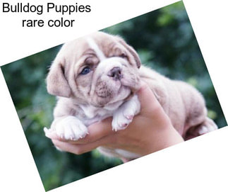 Bulldog Puppies  rare color