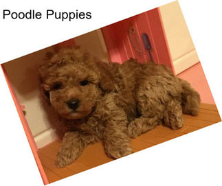 Poodle Puppies