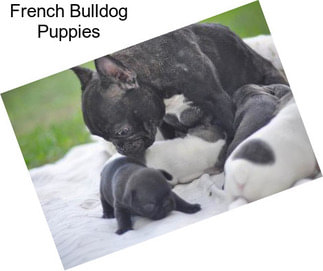 French Bulldog Puppies