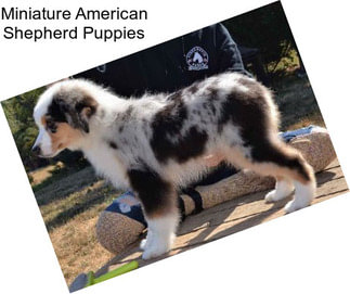 Miniature American Shepherd Puppies