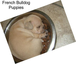 French Bulldog Puppies