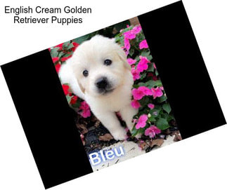 English Cream Golden Retriever Puppies