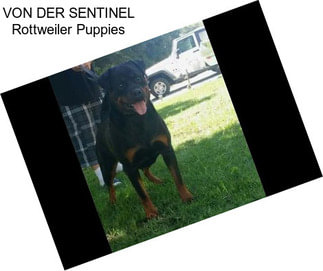 VON DER SENTINEL Rottweiler Puppies