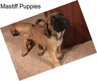 Mastiff Puppies