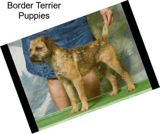 Border Terrier Puppies