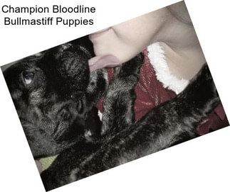 Champion Bloodline Bullmastiff Puppies