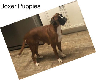 Boxer Puppies