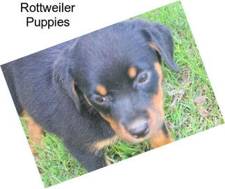 Rottweiler Puppies