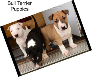 Bull Terrier Puppies