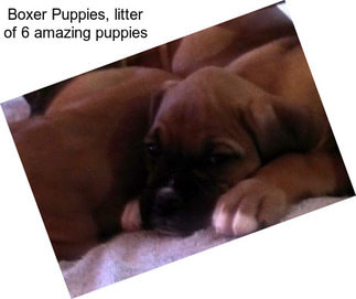 Boxer Puppies, litter of 6 amazing puppies