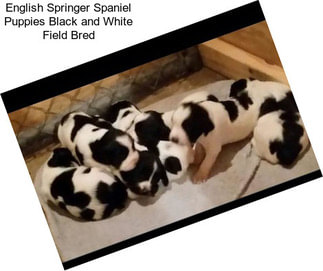 English Springer Spaniel Puppies Black and White Field Bred