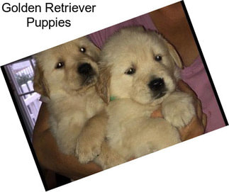 Golden Retriever Puppies