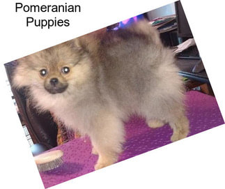 Pomeranian Puppies