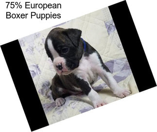 75% European Boxer Puppies