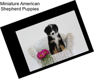 Miniature American Shepherd Puppies