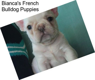 Bianca\'s French Bulldog Puppies