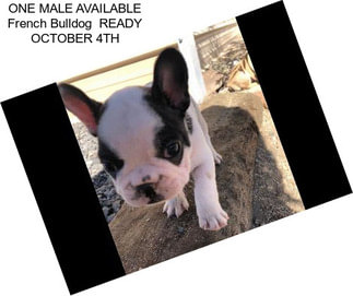 ONE MALE AVAILABLE French Bulldog  READY OCTOBER 4TH